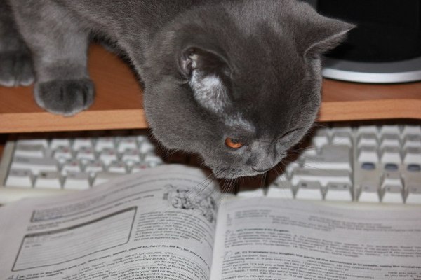 Cat Coursebook